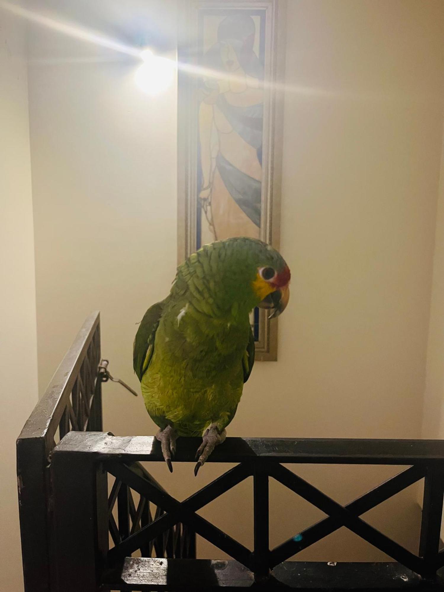 Apartamento Birdhouse